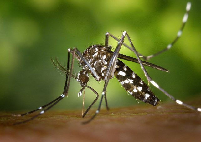 Health Bureau confirms 3 local dengue cases
