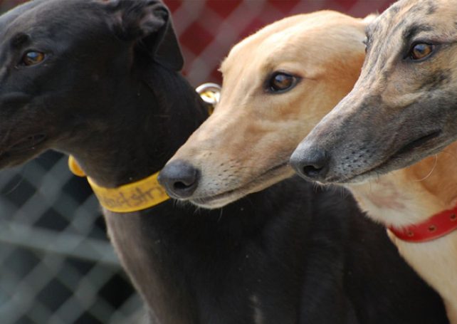 300 greyhounds have dental disease: IACM