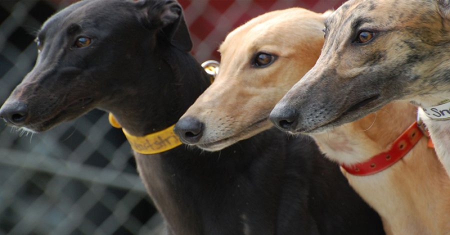 300 greyhounds have dental disease: IACM