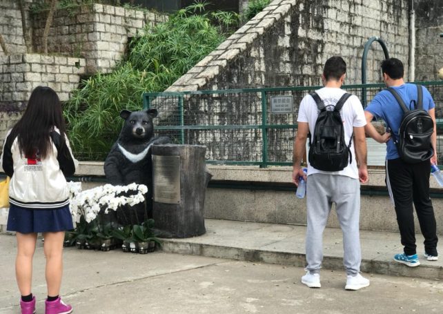 Macau’s black bear Bobo passed away