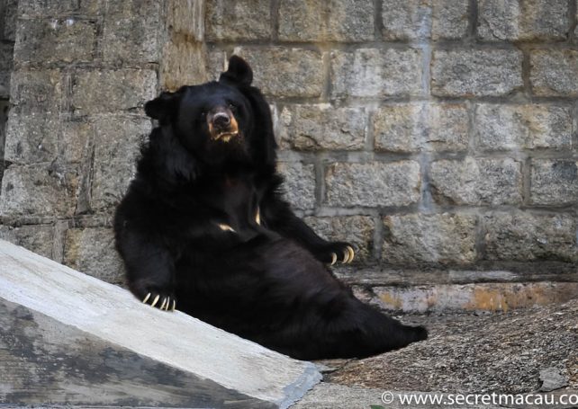 Asian black bear Bobo’s health is deteriorating