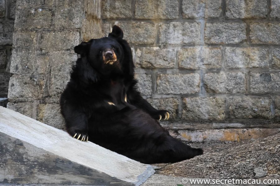 Asian black bear Bobo’s health is deteriorating