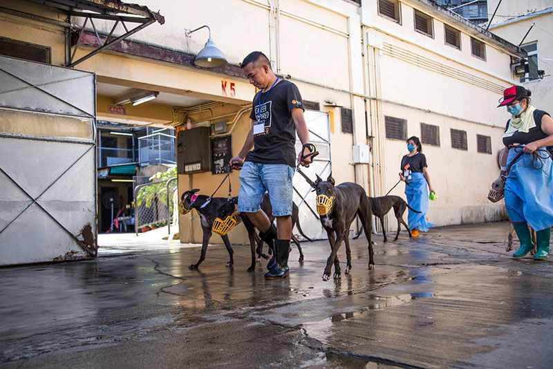Govt to fine Yat Yuen 50,000 patacas for each ‘abandoned’ greyhound: IACM chief
