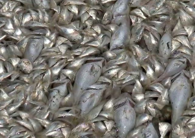 Govt collects 800 kg of dead fish in water off Fai Chi Kei