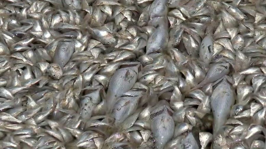 Govt collects 800 kg of dead fish in water off Fai Chi Kei