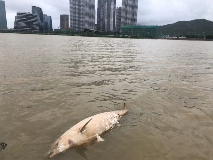 Dead dolphin found off Taipa, 2nd case in 5 days