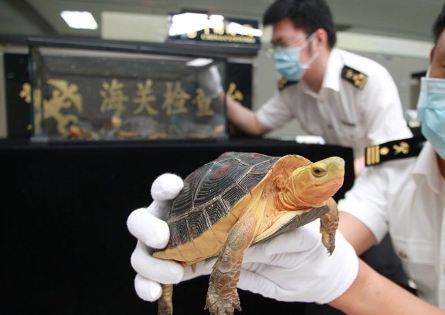Gongbei Customs stops woman smuggling endangered ‘golden turtles’