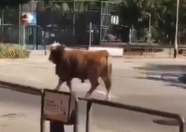 Macau government adopts runaway ox from abattoir
