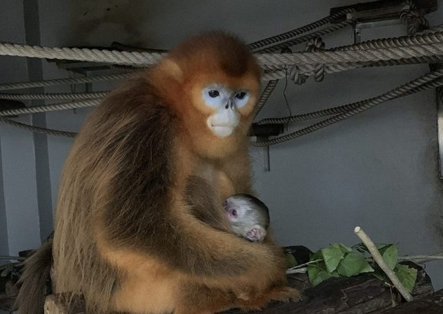A golden snub-nosed monkey born in Macau