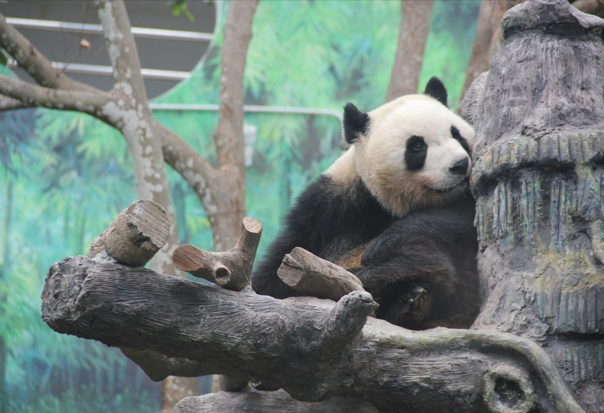 Local-born pandas ‘Jianjian’ & ‘Kangkang’ will become ‘adults’ next year