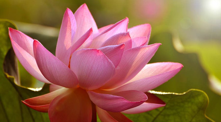 IAM to hold 20th Lotus Flower Festival & 39th Green Week from tomorrow