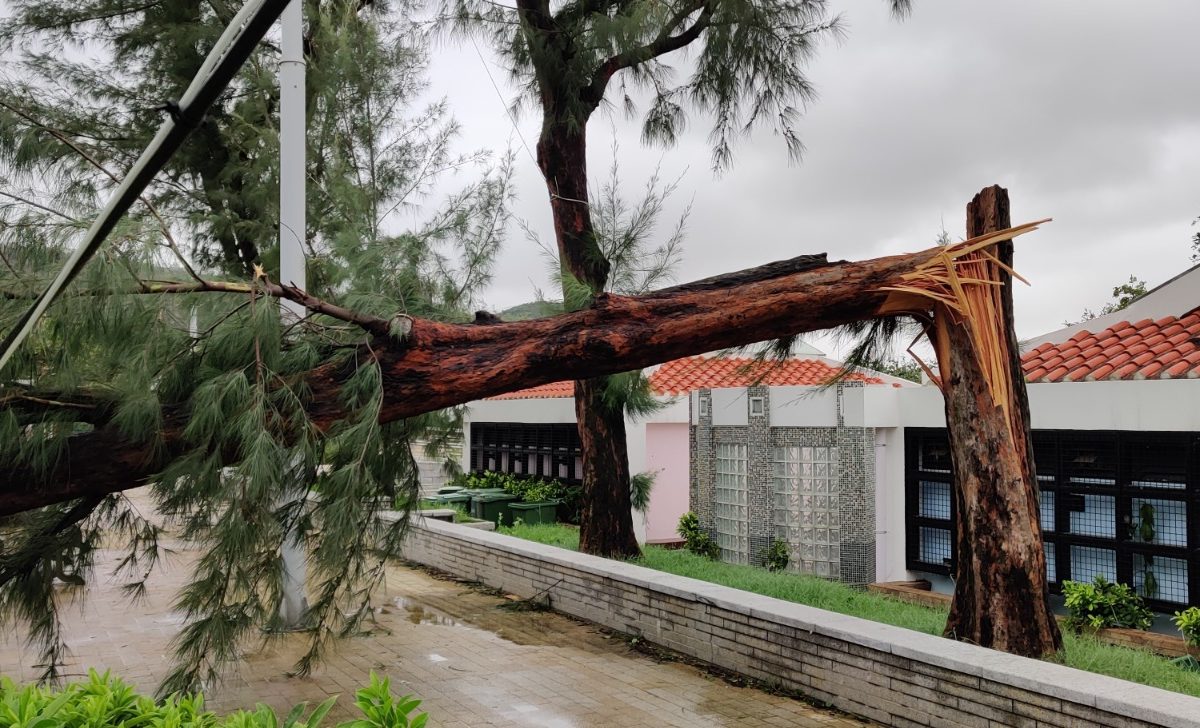 Typhoon Higos damages 1,000 trees