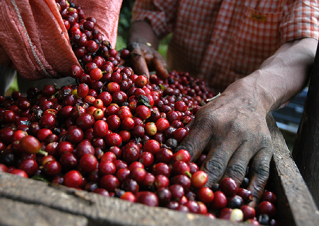 Investor creates local coffee brand using East Timor coffee beans