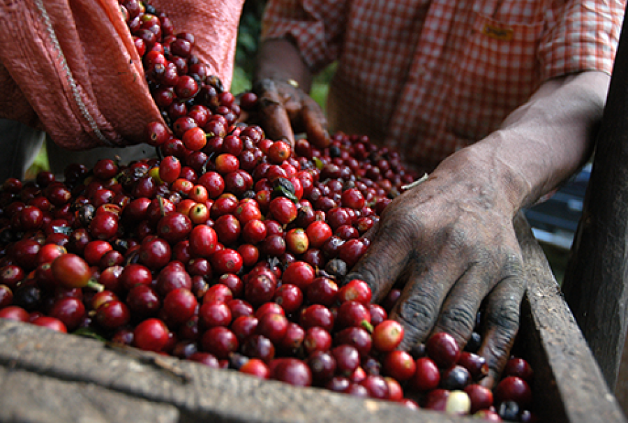 Investor creates local coffee brand using East Timor coffee beans