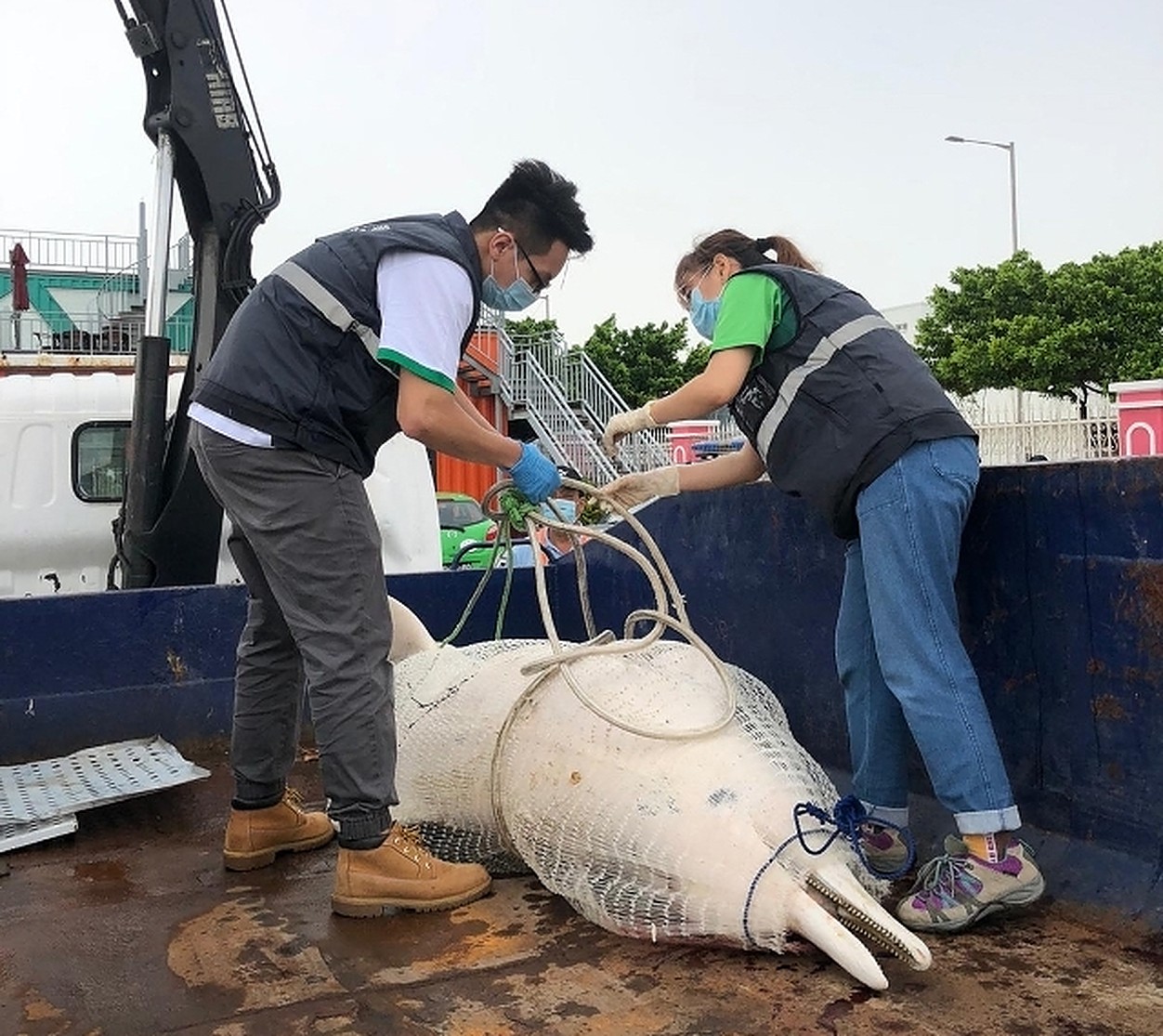 Dead dolphin found off Coloane