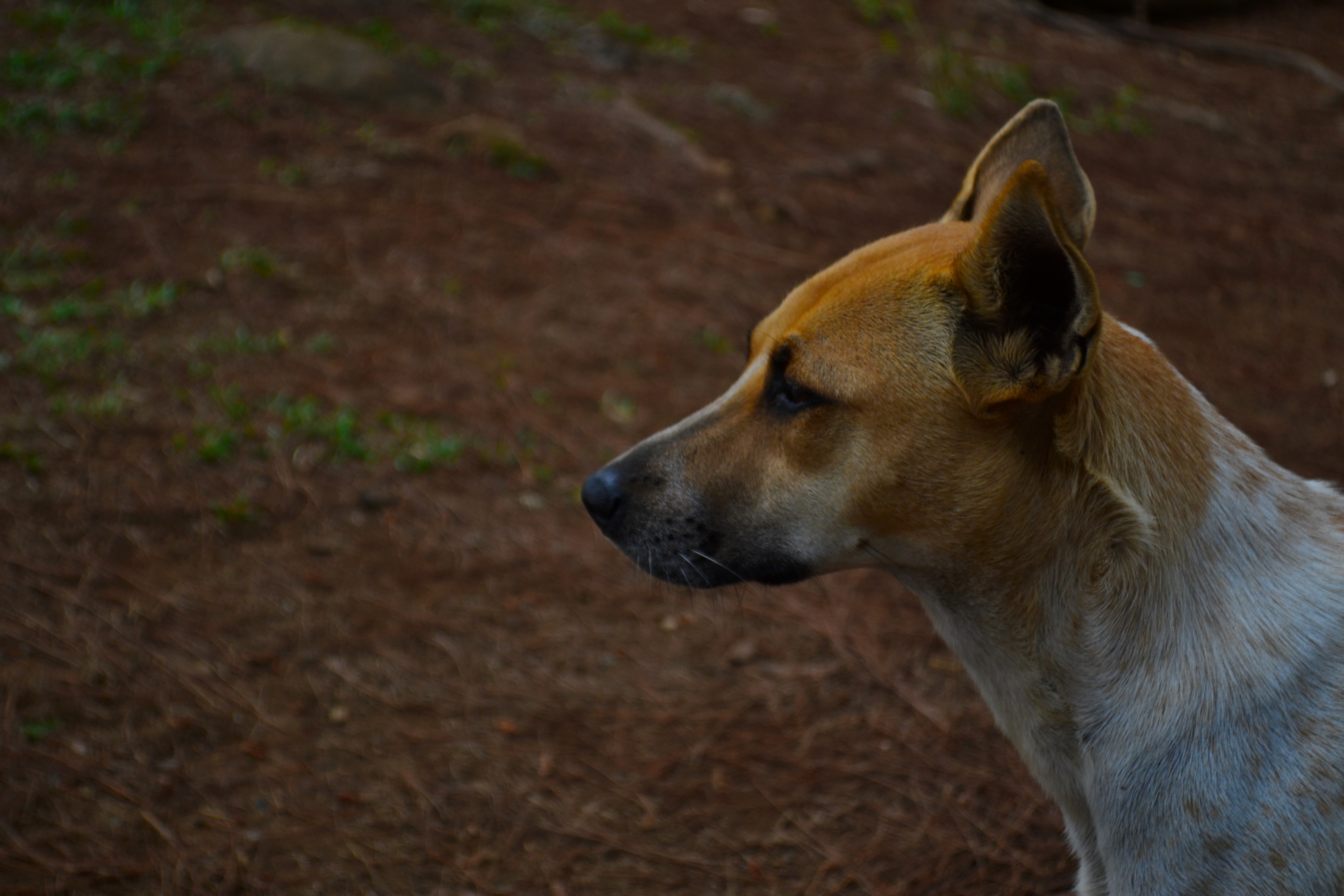 Cheong has ‘reservations’ about IAM claim that feeding strays equates with animal abandonment