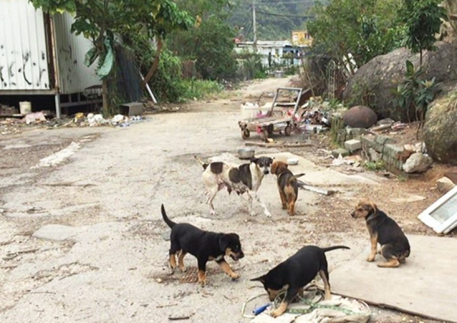 TNR the only way to help reduce strays in Macao according to ANIMA