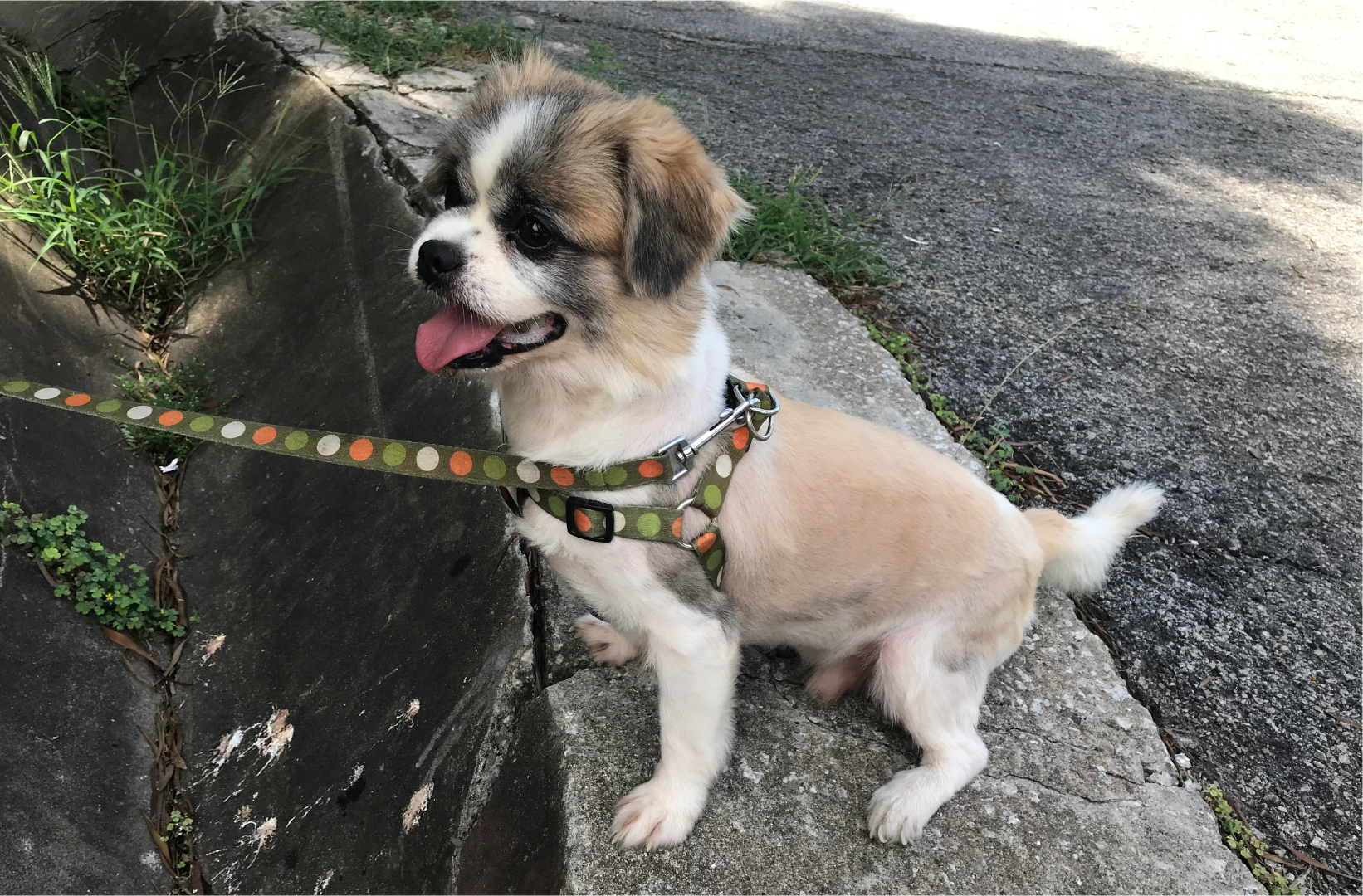 Adonis, a dog for adoption at Anima