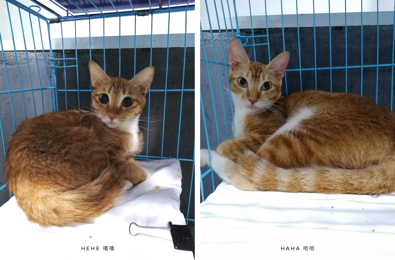 Happy Sister, cats for adoption at AAPAM / Macao pet adoptions