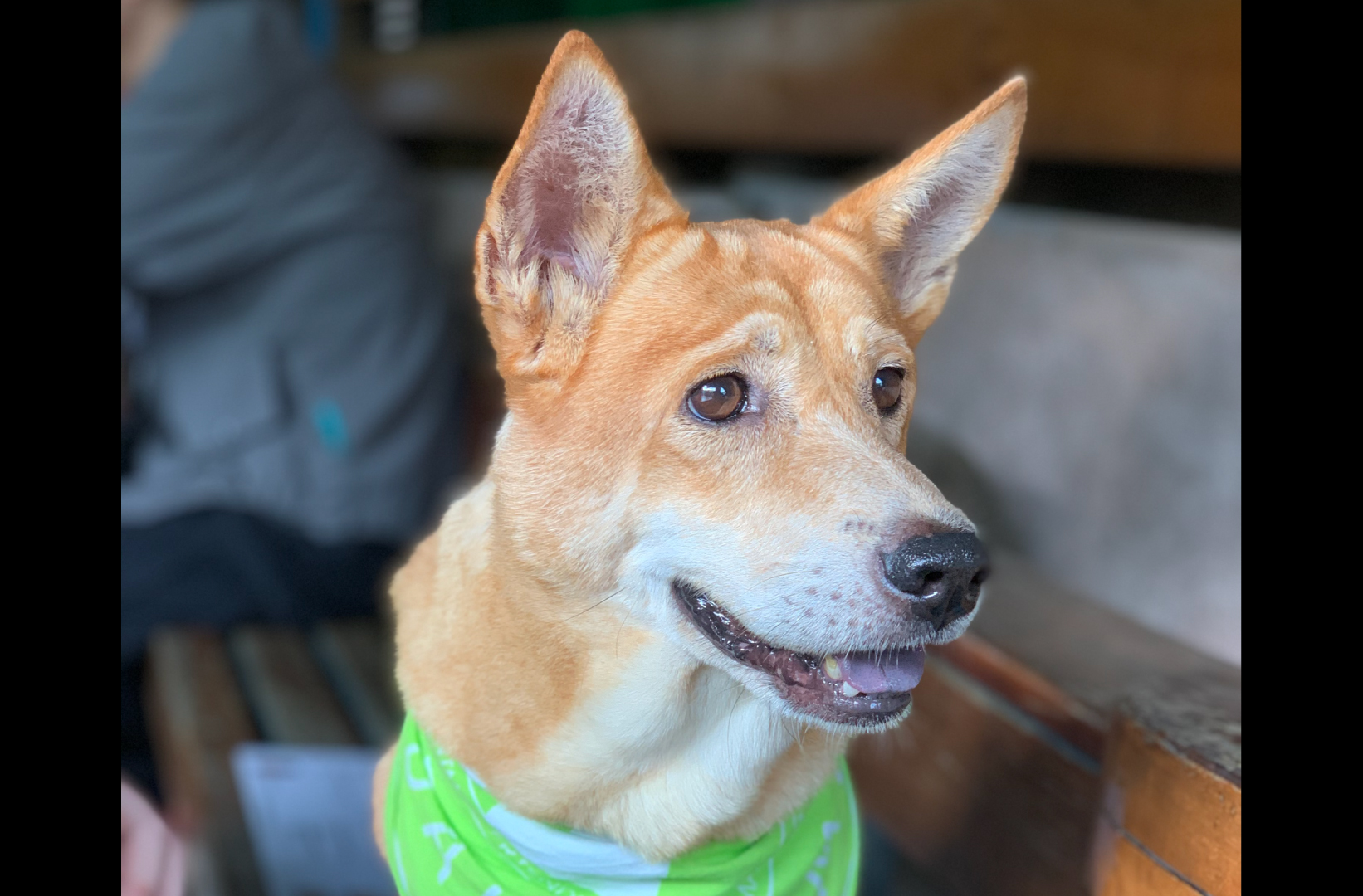 Quina, a dog for adoption at MASDAW / Macao pet adoptions