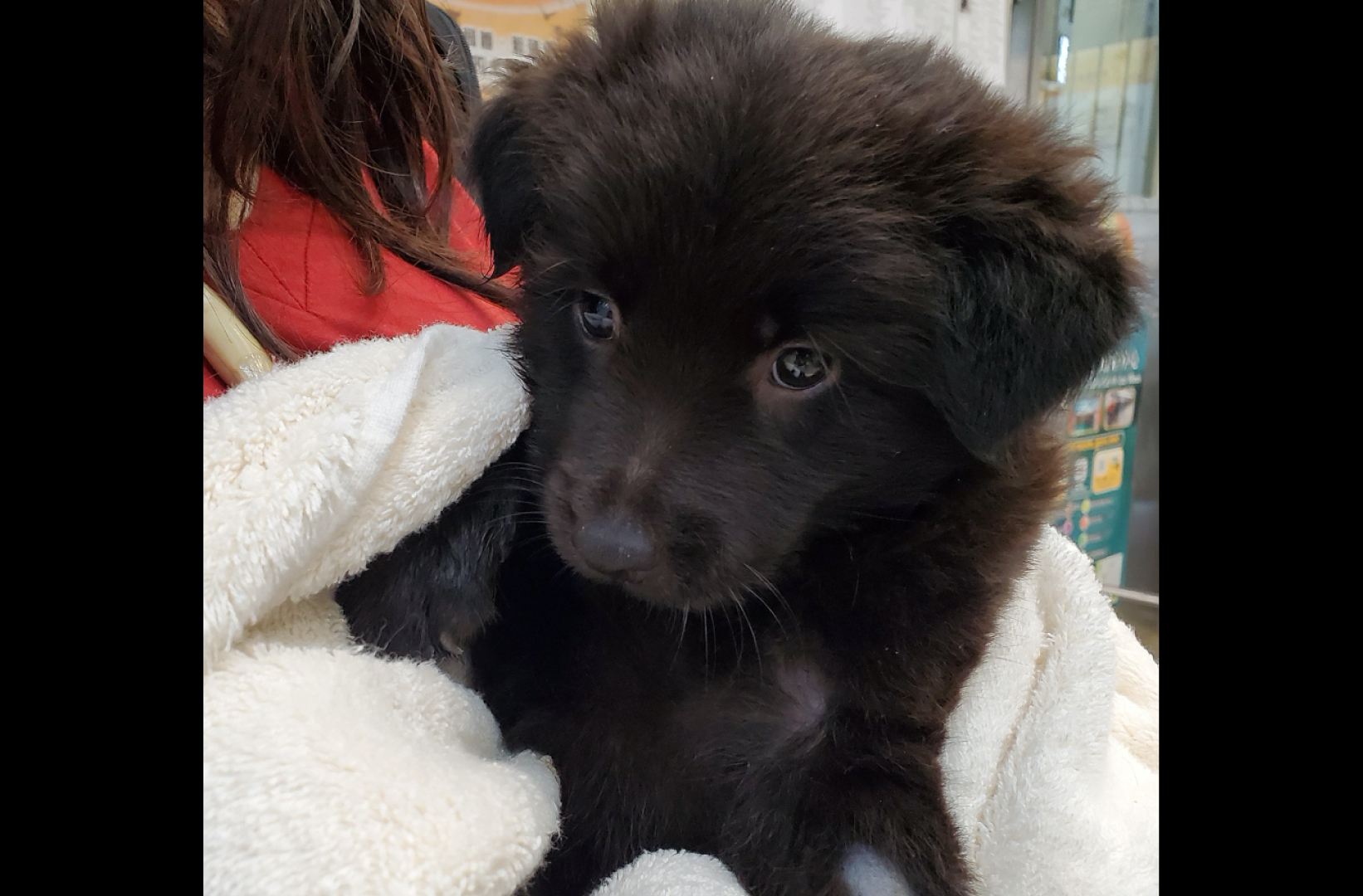 Hong Gum Bo, a puppy for adoption at ESDMVG / Macao pet adoptions