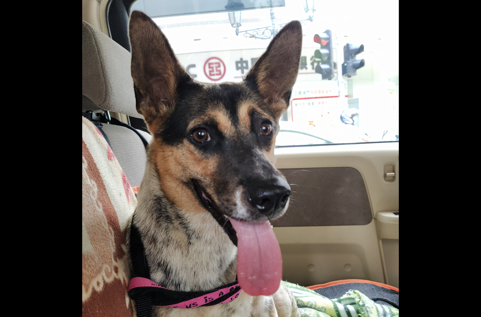 Kinki, a dog for adoption at Anima / Macao pet adoptions