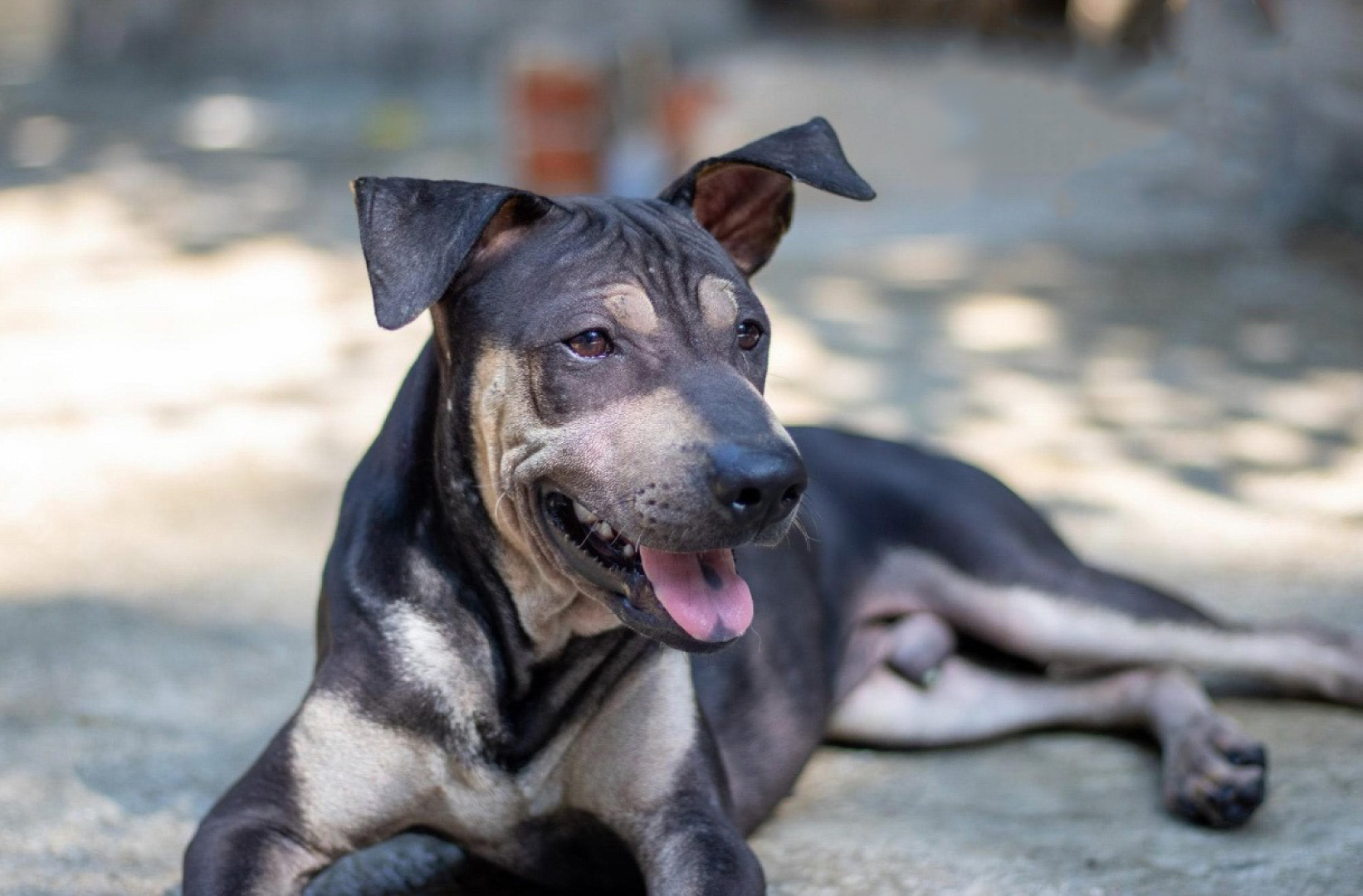 Pack, a dog for adoption at MASDAW / Macao pet adoptions