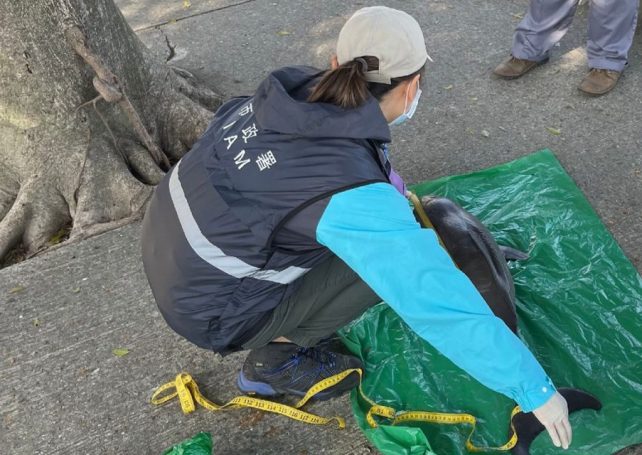 Porpoise calf’s carcass found near Hac Sa