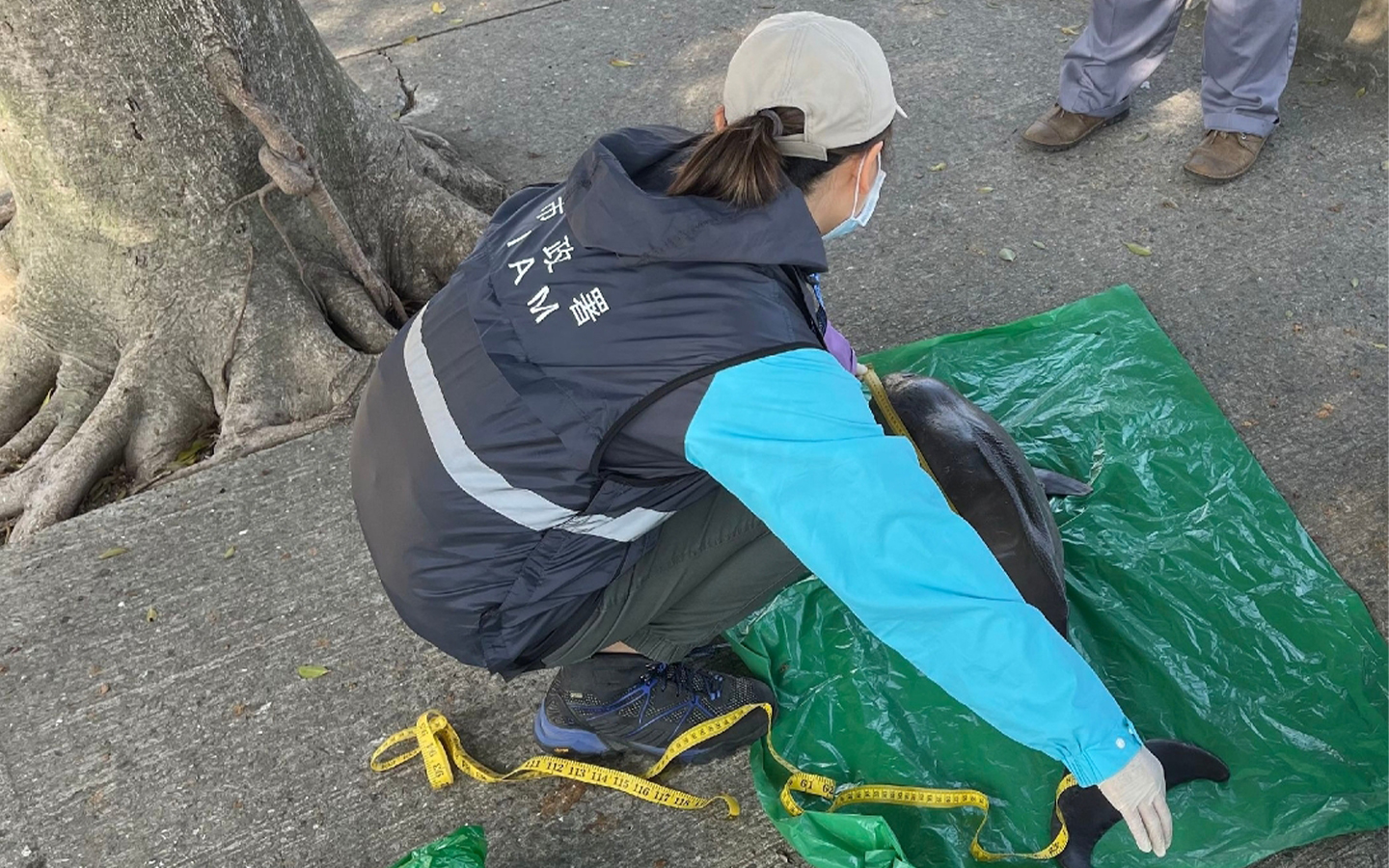 Porpoise calf’s carcass found near Hac Sa