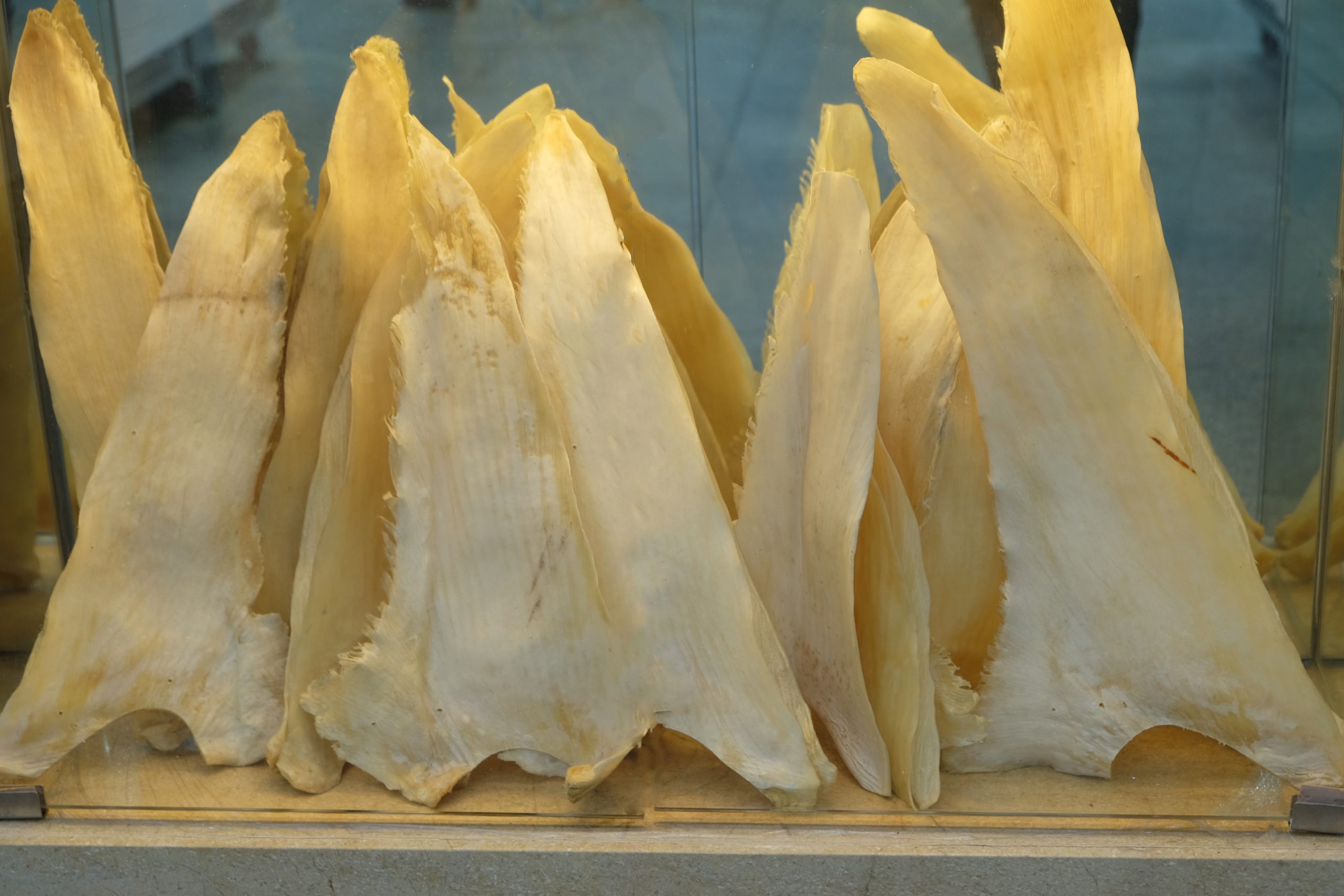 Why is shark fin still on Macao restaurant menus?