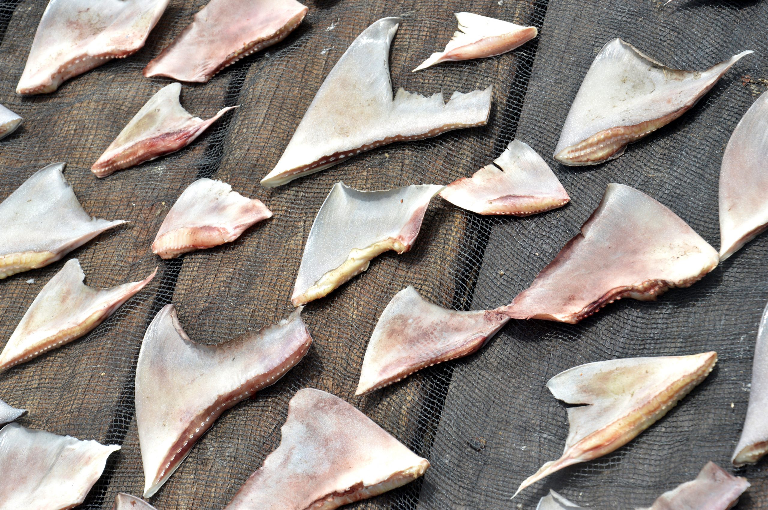 Shark fins