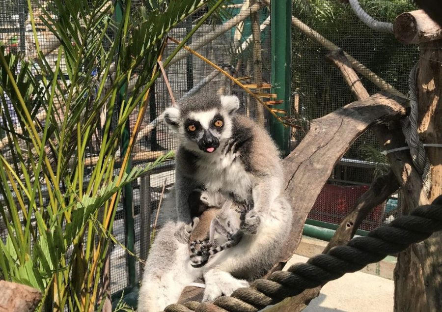 Newborn ring-tailed lemur twins debut in Coloane