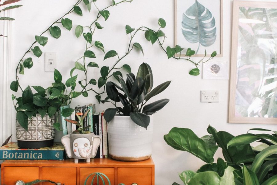 Best plant stores: Where to buy indoor and outdoor plants in Macao