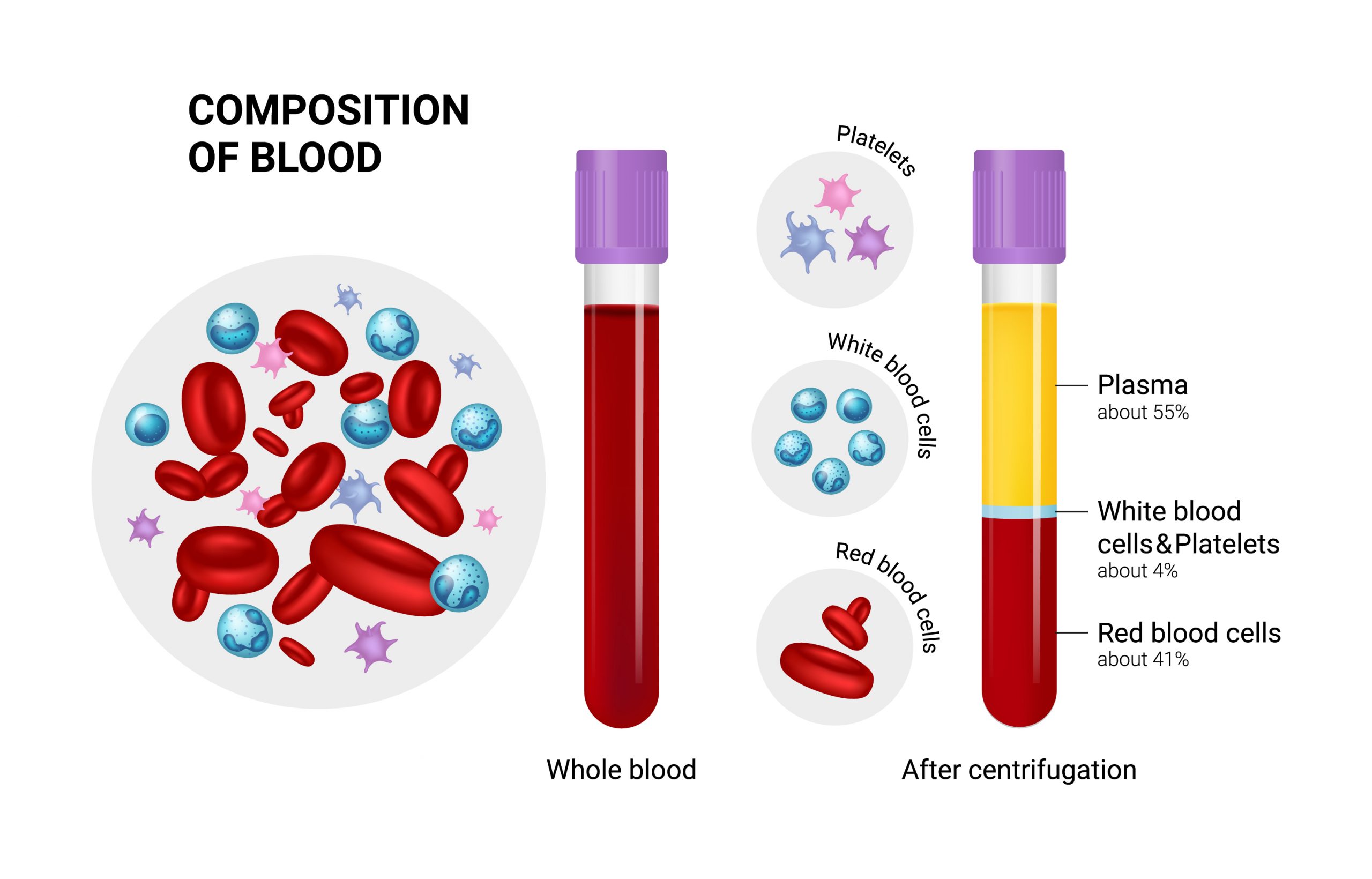 The composition of blood