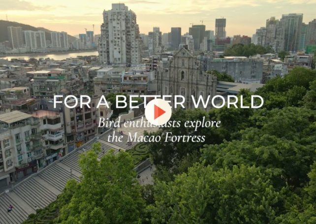 For a Better World: Bird enthusiasts explore the Macao Fortress