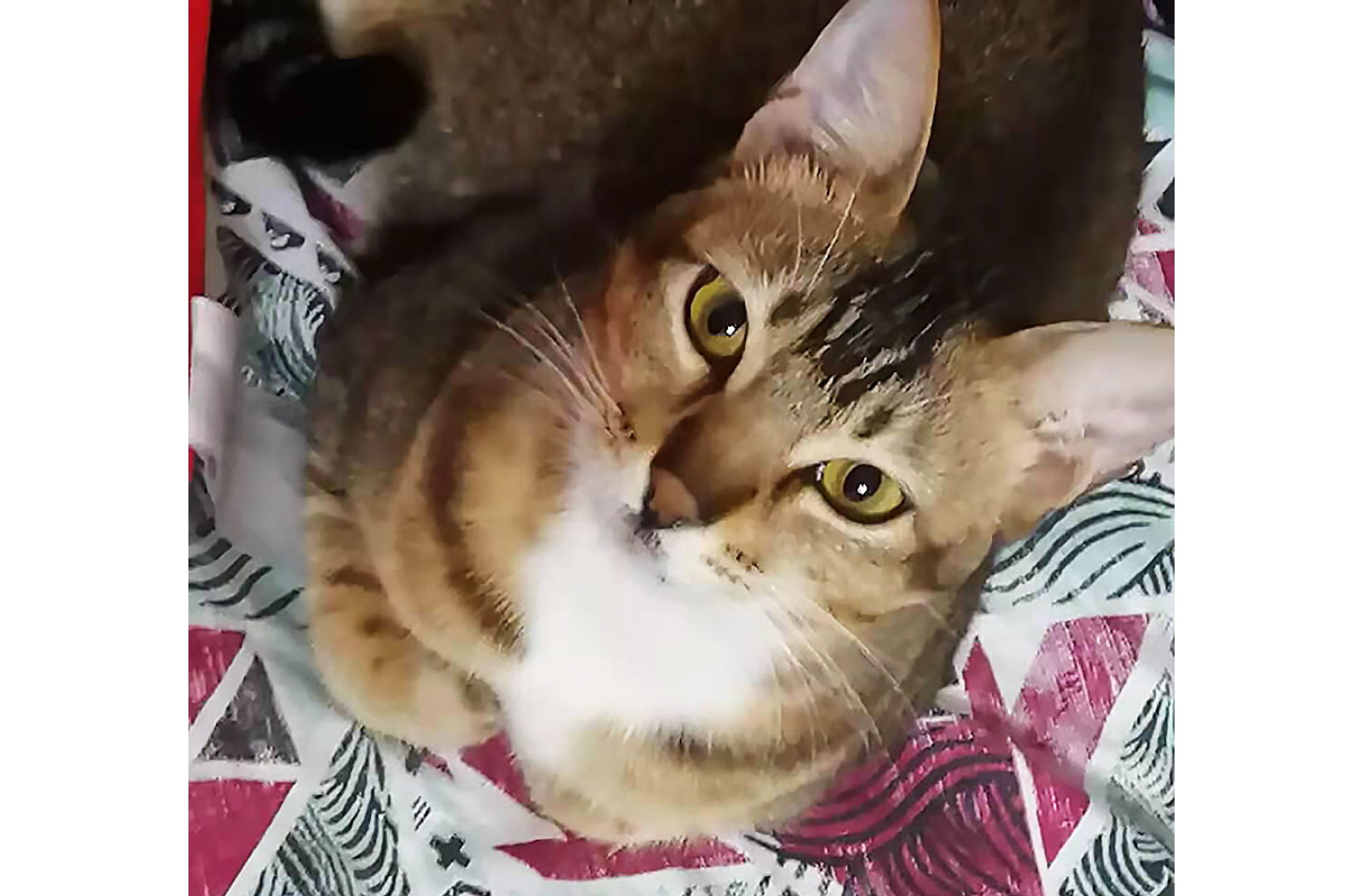 Adoption Tails: Meow Meow
