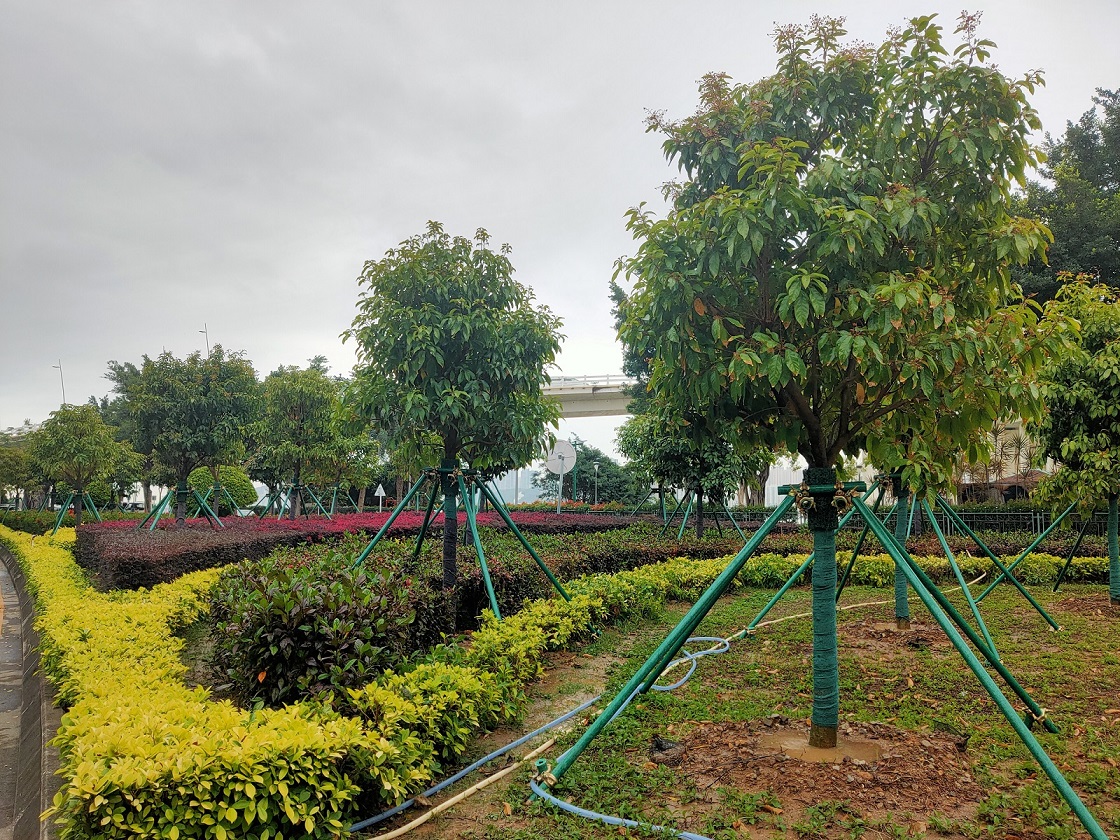 Macao plans to plant 5,000 trees by year’s end