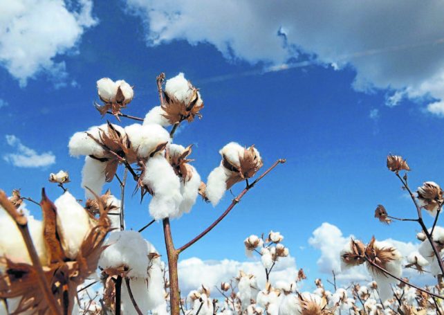 Brazilian cotton producers seal another deal with China