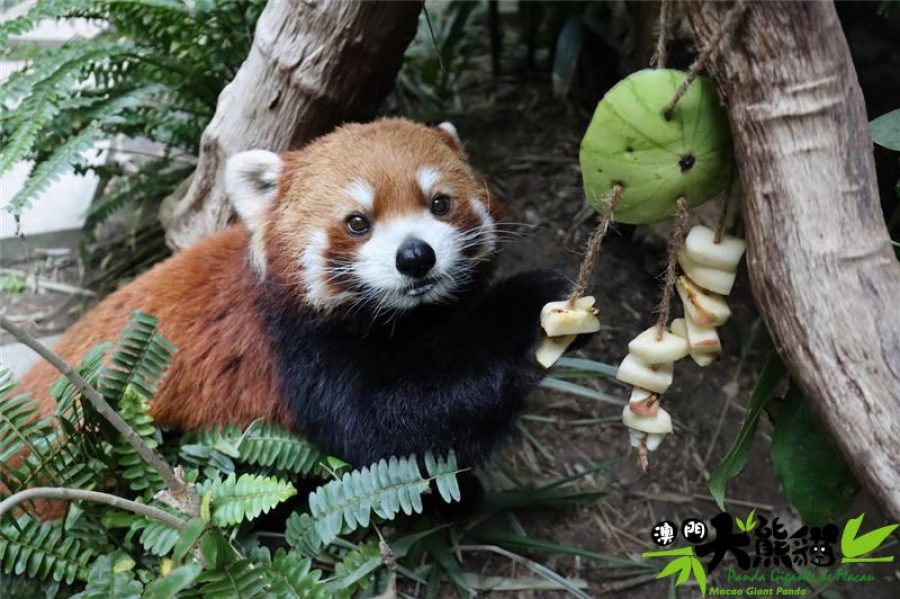 Macao’s red panda Tong Tong dies at the age of eight