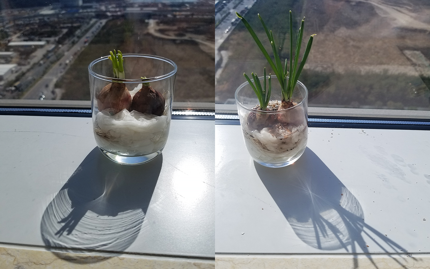 Maru's onion plant