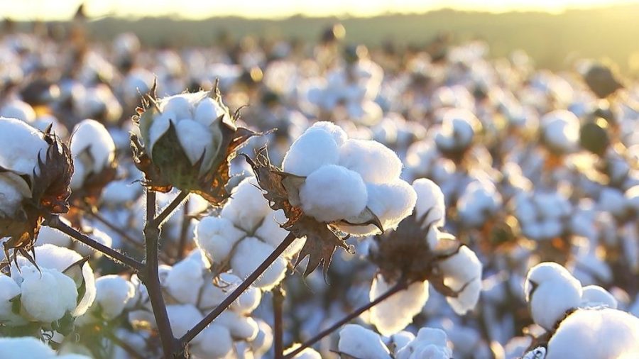 China National Cotton Exchange trade promotion arm opens up to Brazil