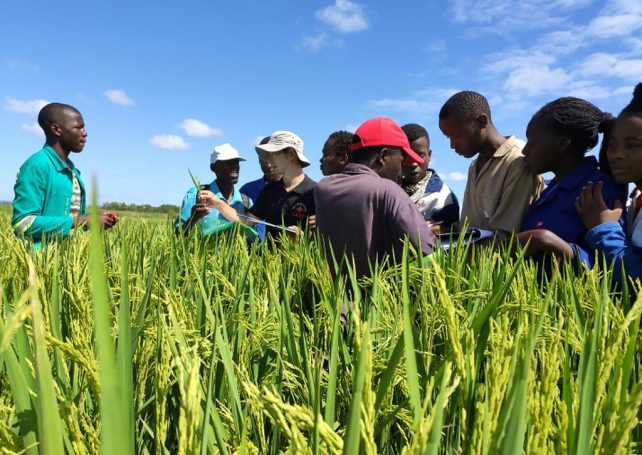 Chinese experts boost food security in Mozambique