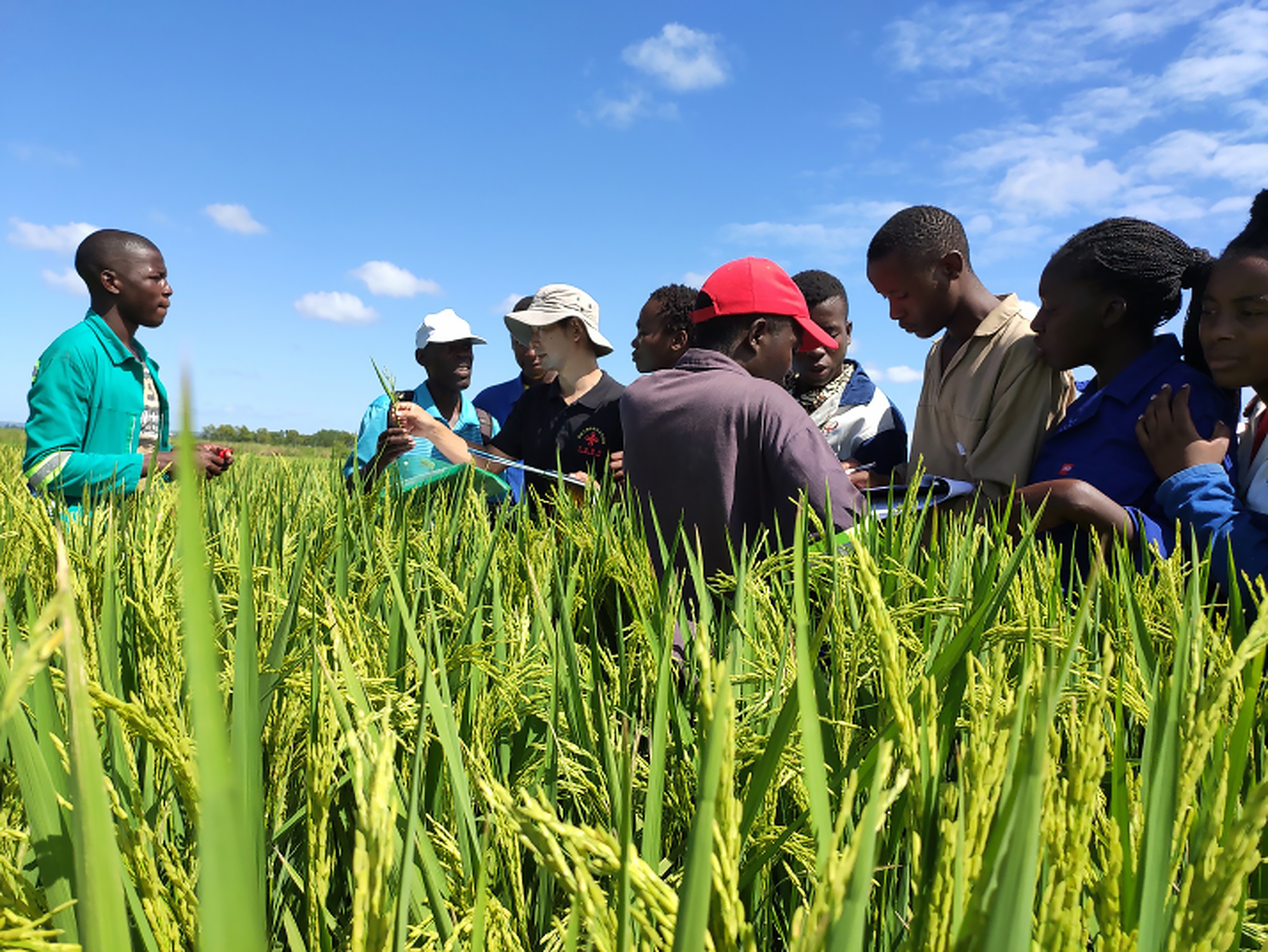 Chinese experts boost food security in Mozambique