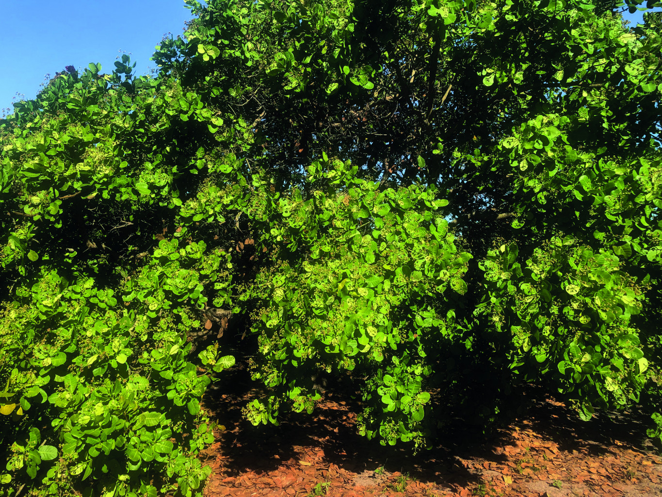 Ekithi cashew trees