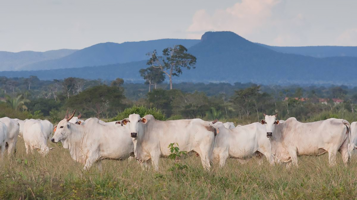 China lifts import restrictions on Brazilian beef