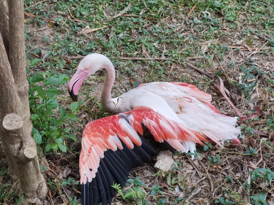 Stray dogs launch murderous attack on flamingos in Seac Pai Van Park