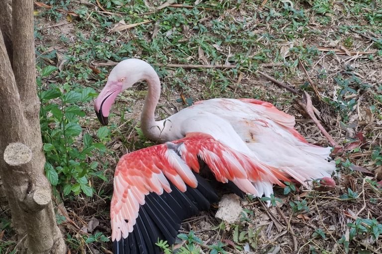 Flamingos - Seac Pai Van Park