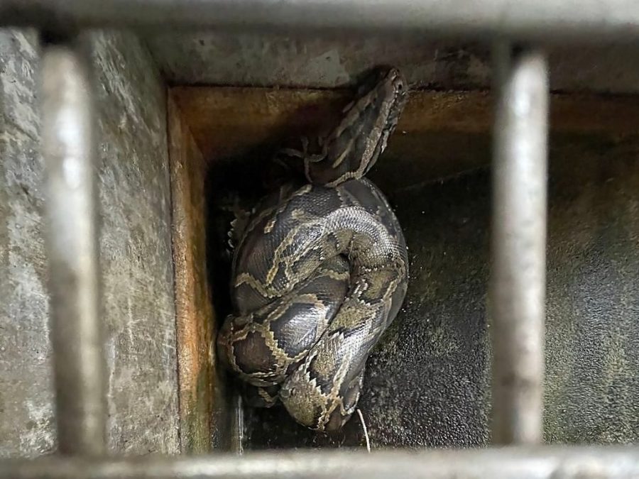 Three-metre python captured in Ka Ho