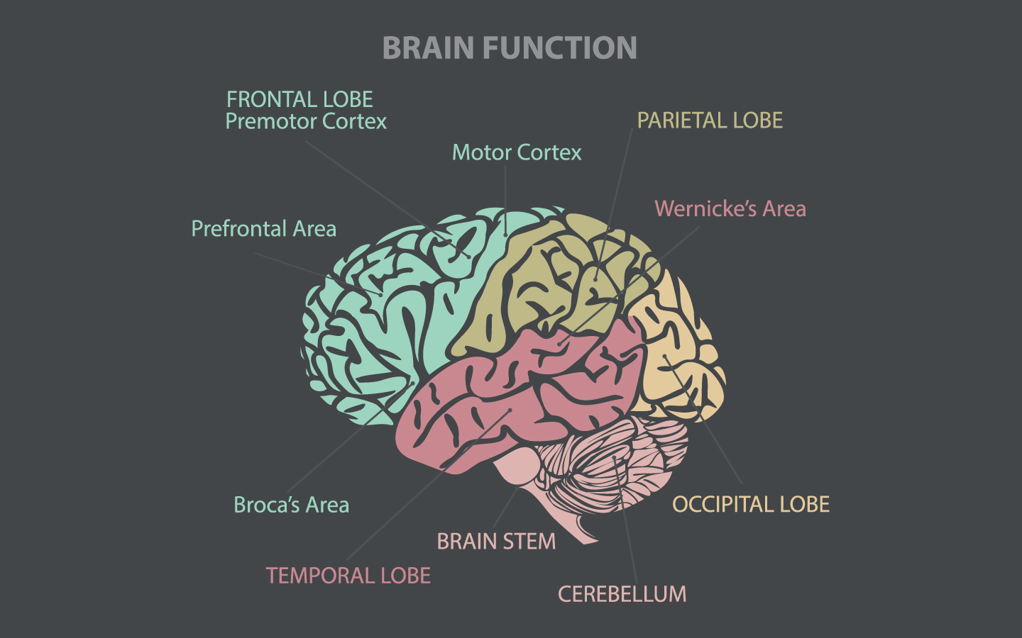 Brain function