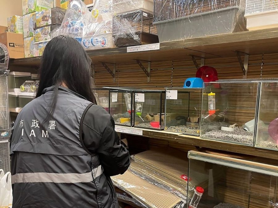 Inspectors give Macao’s hamsters clean bill of health